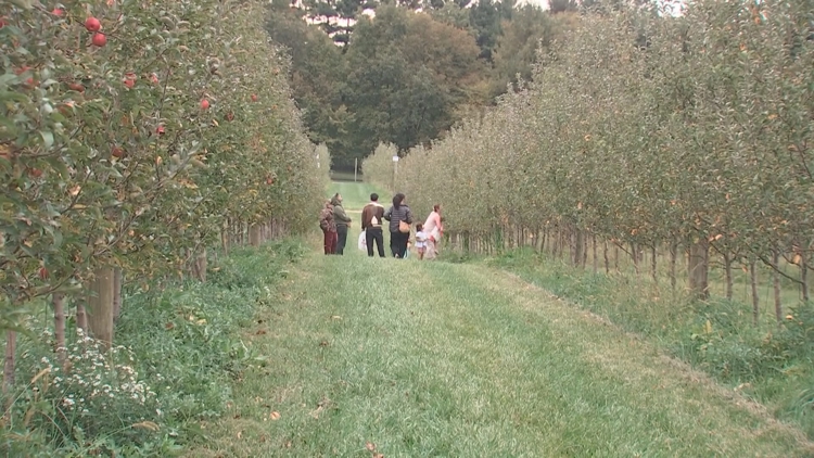 'It wasn't just a dream' | Lynd Fruit Farm orchard sees record number of marriage proposals — WBNS 10TV (Columbus)